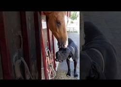 Enlace a Este perro lo pasa fatal cuando va de visita a los establos