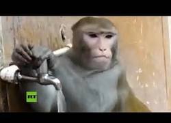 Enlace a Este mono tiene más conciencia del medioambiente que muchos humanos