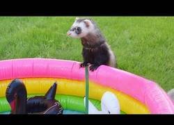 Enlace a Hurones tienen una fiesta en la piscina