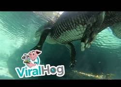 Enlace a Se graba buceando debajo de un caimán