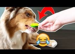 Enlace a Pastor australiano vs lima