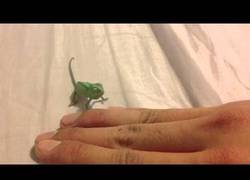 Enlace a Este adorable bebé camaleón