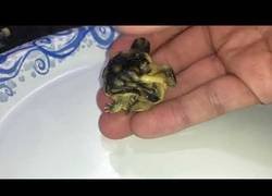 Enlace a Operación de urgencia: poniéndole ruedas a una tortuga deforme