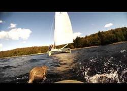 Enlace a Rescatando a una ardilla de ahogarse