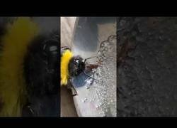Enlace a Ayudando a coger fuerzas a una abeja moribunda