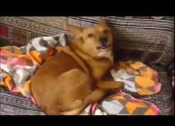 Enlace a Este perro clava el drop de su canción favorita