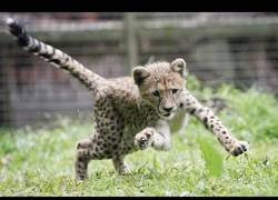 Enlace a Cachorros de leopardo descubren las pelotas de tenis