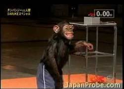 Enlace a Un mono poniendo a prueba un circuito de 'ninja warrior'