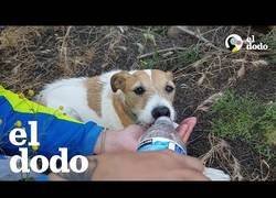 Enlace a Max, un perrito perdido en el desierto sobrevive de milagro