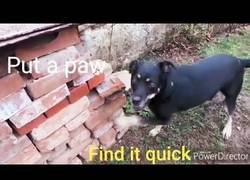 Enlace a Esconde una bolsita de té para poner a prueba el olfato de su perro