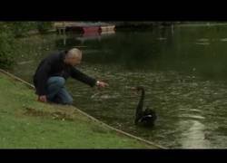 Enlace a Un cisne negro recibe una reprimenda de un hombre muy inglés