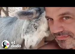 Enlace a Cabrita perdida se une a una gran familia de perros