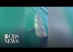 Enlace a Salir a pasar un rato en familia y que se te acople un tiburón de 5 metros