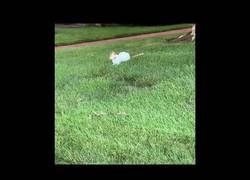 Enlace a Una amistad entre un gato y una ardilla