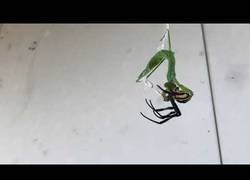 Enlace a Esta mantis tiene un buen contraataque