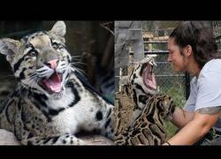 Enlace a Visitando el 'Panther Ridge Conservation Center'