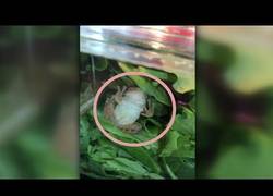 Enlace a Encuentran una rana VIVA en el interior de una ensalada de supermercado