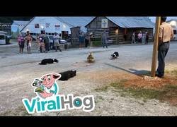 Enlace a Los border collies pueden pastorear patos y ovejas