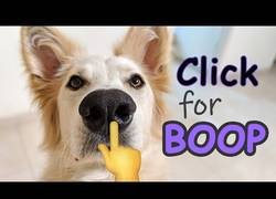 Enlace a Yo no entiendo cómo las mascotas nos siguen queriendo después de lo pesados que somos