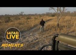 Enlace a Pokemon nos enseñó los peligros de la hierba alta