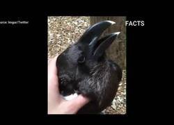 Enlace a Internet se divide de nuevo 