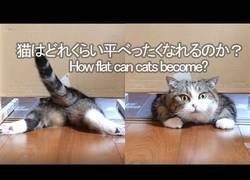 Enlace a Experimento: 'Limbo' gatuno