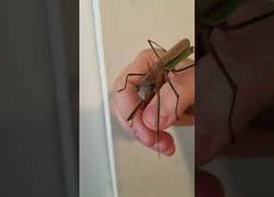 Enlace a Mantis religiosa quiere un selfie