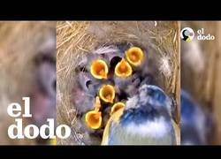 Enlace a Los 20 primeros días de unos pajaritos