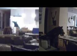 Enlace a Un oso entra en una casa, abre la nevera y se da un banquete en el salón