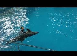 Enlace a Los delfines son una maravilla del mundo