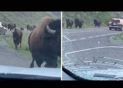 Enlace a Una manada de bisontes invade una carretera y embiste un coche con una familia dentro