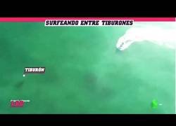 Enlace a Surfean sin saberlo sobre tiburones blancos... ¡y se cae al agua!
