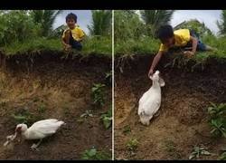 Enlace a Este pato está decidido a devolverle la sandalia al niño, y nadie se lo va a impedir