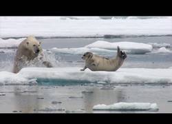 Enlace a Hambriento oso polar sorprende a foca