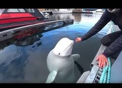 Enlace a Trabajando la amistad con una ballena beluga