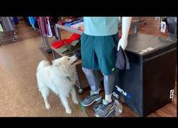 Enlace a El perro más amigable del mundo