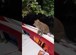 Enlace a No te puedes fiar de los monos