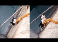 Enlace a Un gatito se queda atrapado y lo rescatan con la ayuda de una simple cuerda