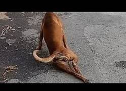 Enlace a Que alguien le de un Oscar a este perro por tremenda interpretación