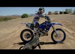 Enlace a A este perro le gusta vivir al límite