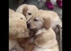 Enlace a Cuando tus cachorros aman a tu gato