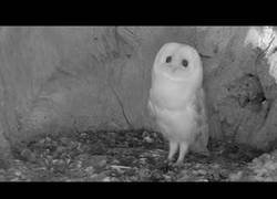 Enlace a Una lechuza bebé reacciona a su primera tormenta