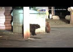 Enlace a Salvando a un osezno atrapado en un container de basura