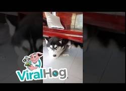 Enlace a Todo eran risas, hasta que llegó la humana