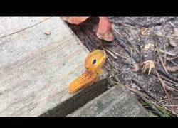 Enlace a No soy una oruga, ¡soy una ssssserpiente! Cuidadito conmigo