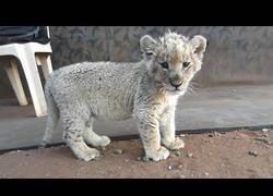 Enlace a Para morirse de amor