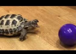 Enlace a A cualquier animal le gusta jugar con la pelota