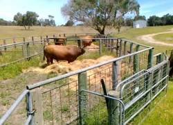 Enlace a Y esto es un toro teniendo una pataleta