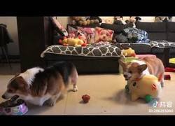 Enlace a Dos Corgis gordos se pican entre ellos con hilarante resultado