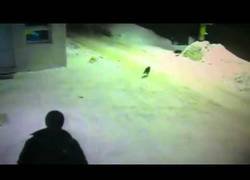 Enlace a Un gato rezagado pide indicaciones